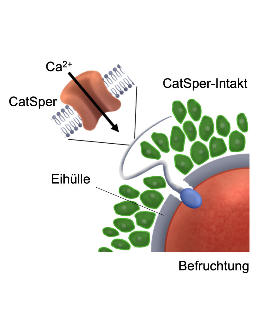 Grafik einer intakten und defekten Eizelle