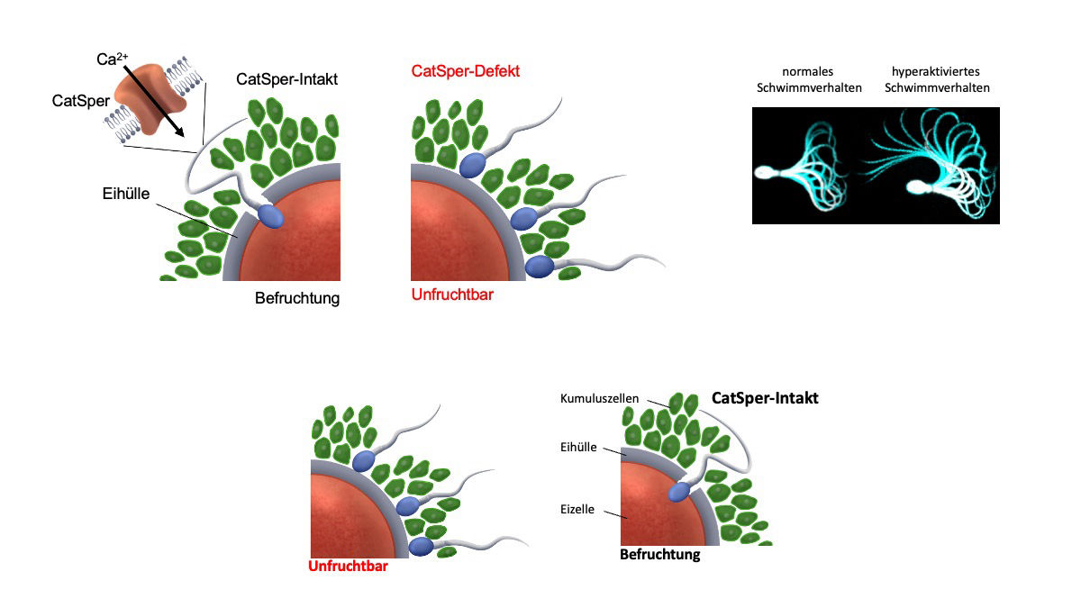 Grafik einer intakten und defekten Eizelle