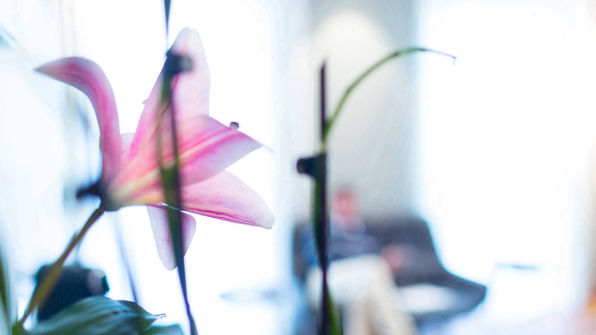 Blume im hellen Raum